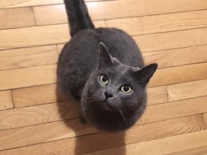 Imagen que muestra a Gino, un gato gris, la mascota de Graycat Design Studio