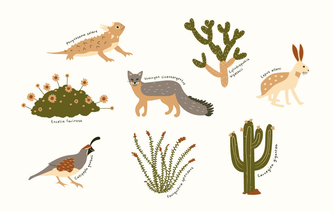 Ilustraciones para Flor del Desierto, por Graycat Design Studio